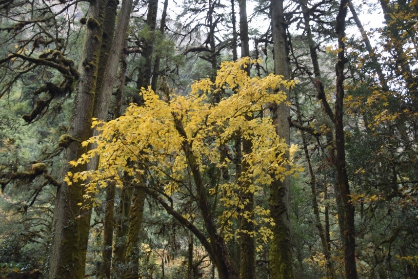 Trek Image 6